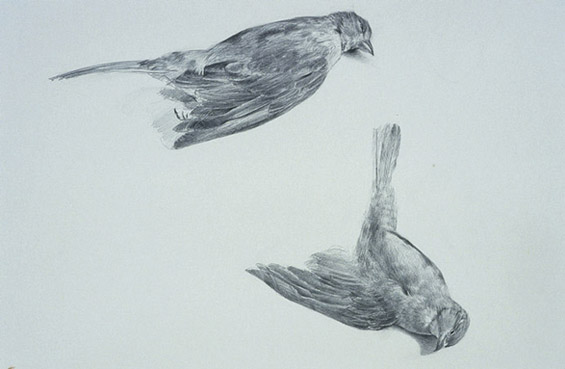 Bird Studies